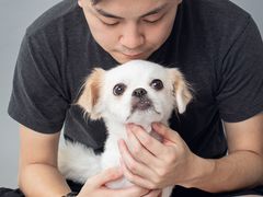 -彩虹桥宠物火化殡葬善终服务(金乐大厦店)