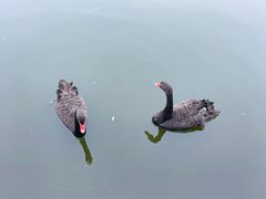-成都南湖公园