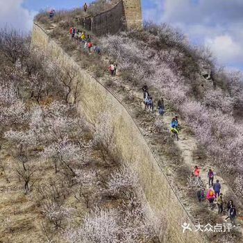 3月底4月初 山桃山杏盛开 怀柔延庆的长城也披上了粉