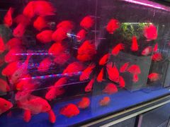 -双季花艺园艺市场(浦东店)