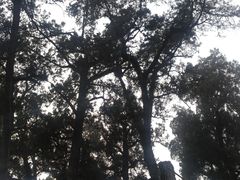 -关林