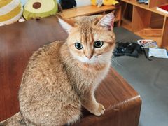 -猫爪屋猫咖(乐汇城店)