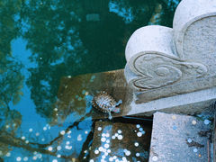 -西园寺