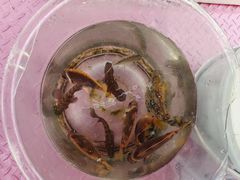 -小猫钓鱼海钓俱乐部(椰梦长廊店)