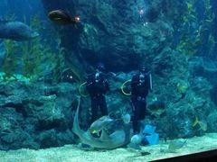 -暹罗海洋世界