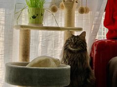 -pd派德宠物中心医院24H急重症·眼科中心·血液透析中心(嵩山北路店)