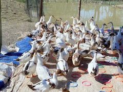 -武汉紫薇都市田园