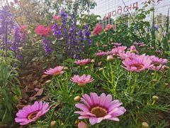 -深圳国际园林花卉博览园