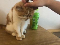 -有猫儿腻咖啡厅.猫咖