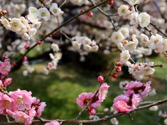 -梅花山(明孝陵内)