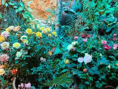 -园林美食城·本土农家菜(杨和镇店)