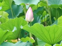 -莲花池公园