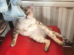 -猫小院猫主题咖啡厅(北锣店)