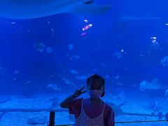 -烟台海昌鲸鲨海洋公园