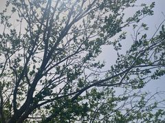 -木兰云雾山