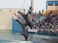 -秦皇岛乐岛海洋王国