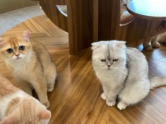 -飞行喵MR PILOT|猫舍·猫咖(静安大融城店)