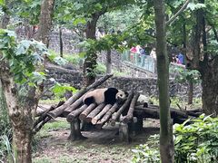 -都江堰中华大熊猫苑
