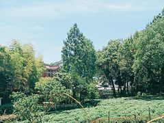 -野蔓果·山野菜(西湖景区·龙井茶田店)