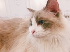 -共舞时光猫咖·狗咖(新街口店)