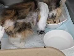 -瑞派长江宠物医院·猫科·外科·24小时夜护(谊城公寓分院)