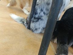 -Let's go狗咖·猫咖·奶狗·桌游(春熙路IFS店)