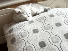 -客栈猫舍(中央北路店)