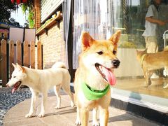 -柴犬高等学院·狗咖·柴犬售卖·宠物训练