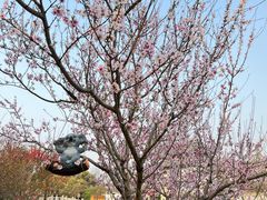 -苏州上方山国家森林公园