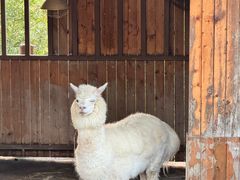 -森波拉火山温泉