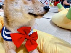 -逗柴咖啡屋·狗咖猫咖宠物桌游