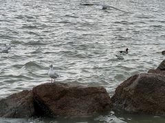 -深圳湾公园(南山区)