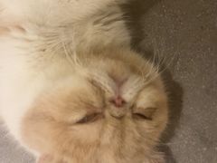 -飞行喵MR PILOT|猫舍·猫咖(静安大融城店)