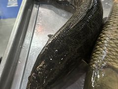 -金三可市井水煮鱼(金碧园店)