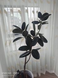 -HEYAN荷妍专业脱毛连锁机构