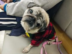 -美联众合动物医院·24h转诊中心