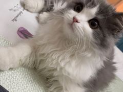 -momokira米努特·德文卷毛猫·棉花面纱犬