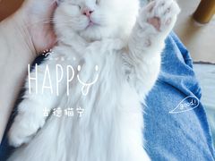 -Sweet cat·星愿猫咖(国贸大厦店)