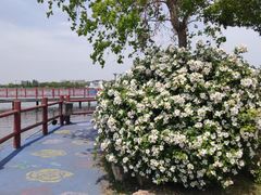 -鹅湖玫瑰文化园
