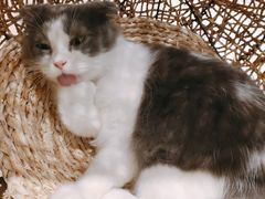 -飞行喵MR PILOT|猫舍·猫咖(静安大融城店)