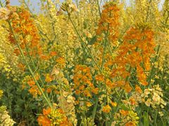 -桤木河湿地公园