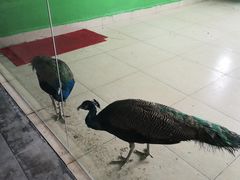 -苏州艺都古玩花鸟市场