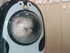 -宠颐生动物医院·猫科·心脏科(海口分院)