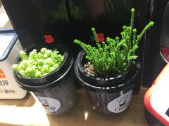 -白日梦奶茶