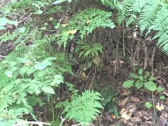 -帽儿山国家森林公园