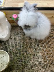 -神奇动物撸宠馆·羊驼·小浣熊·异宠(豫园店)