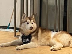 -Husky Go! 哈士奇体验馆·宠物咖啡厅狗咖