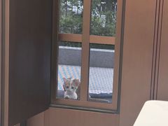 -瑞派康怡24h宠物医院·犬猫医疗中心·微创绝育(瑞景分院)
