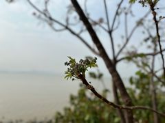 -深圳湾公园(南山区)