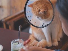 -喵园·猫主题咖啡厅·撸猫·猫咖(国贸店)
